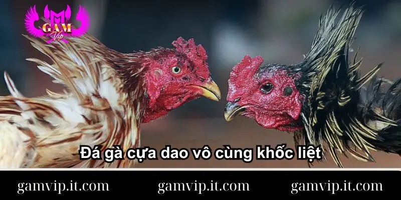 da-ga-cua-dao-vo-cung-khoc-liet