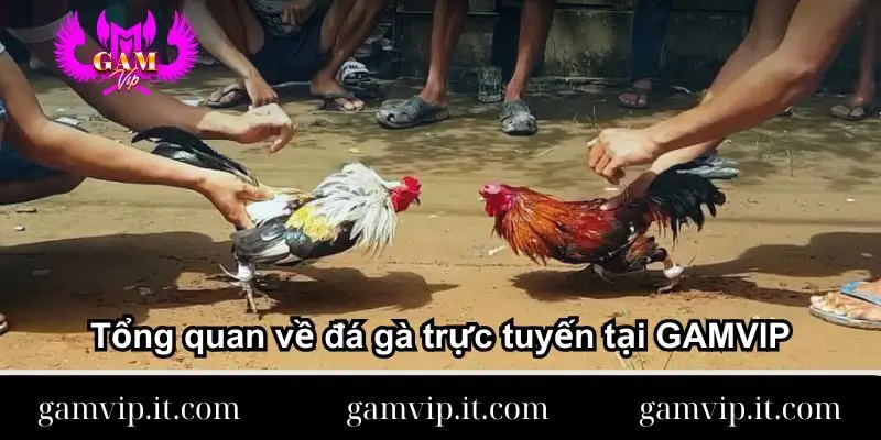 tong-quan-ve-da-ga-truc-tuyen-tai-gamvip
